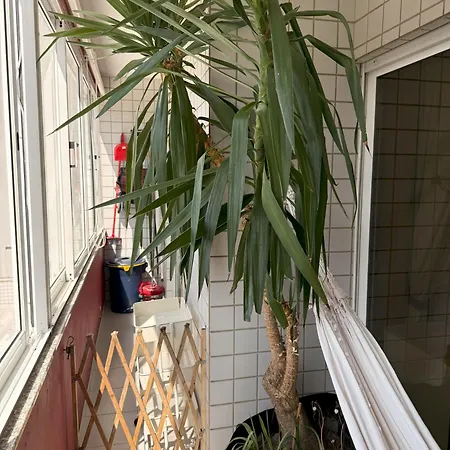 아파트 Cozy And Quiet Near The Center 브라가